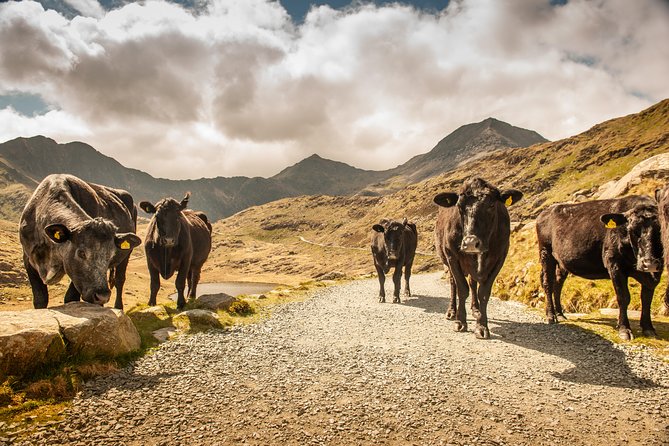 5-Day Discover Wales Small-Group Tour from London - The minibus, group size, and daily pace