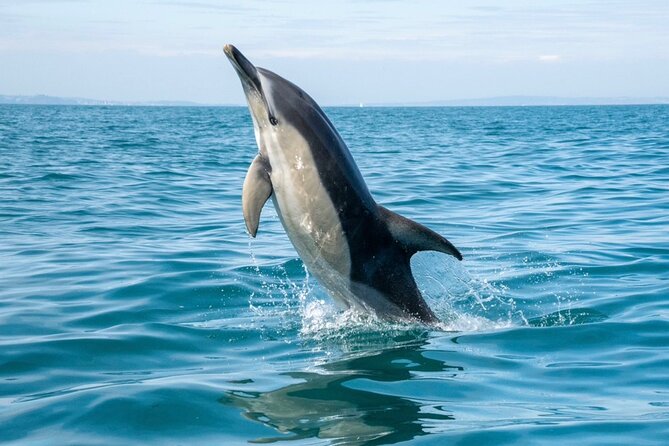 90 Minute Coastal Explorer in Torquay - Setting off from Torquay Marina at 2:30 pm