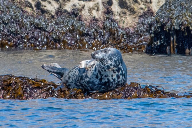90 Minute Coastal Explorer in Torquay - What the skipper adds to the experience