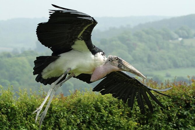 Admission Pass to Eagle Heights in Kent - Bird education that works for children