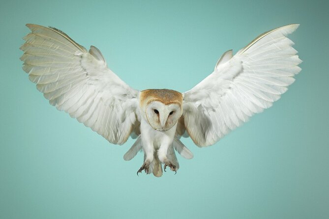 Admission Pass to Eagle Heights in Kent - The tearoom and time between displays