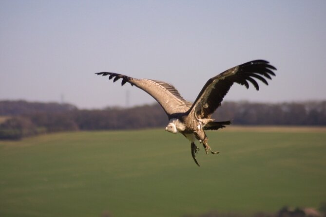 Admission Pass to Eagle Heights in Kent - Planning your visit from 11am to 5pm