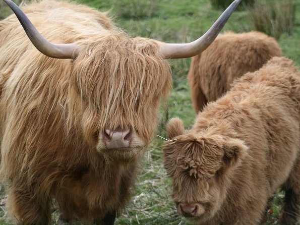 Best of Scotland in a Day Very Small Group Tour from Edinburgh - Blair Castle: pay for the castle or choose the grounds