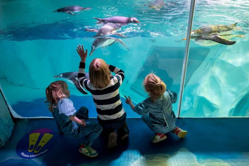 Birmingham: National Sea Life Centre Entrance Ticket - Key points at a glance