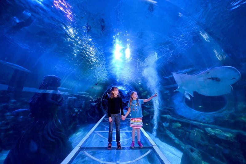Birmingham: National Sea Life Centre Entrance Ticket - Practical tips for a smoother visit