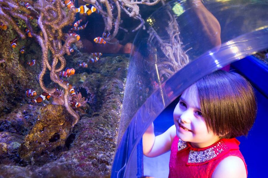 Birmingham: National Sea Life Centre Entrance Ticket - Sharks and rays inside the 360° Ocean Tunnel