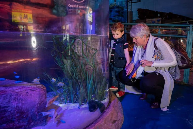 Birmingham: National Sea Life Centre Entrance Ticket - Jellyfish, piranhas, and the centre’s stranger side