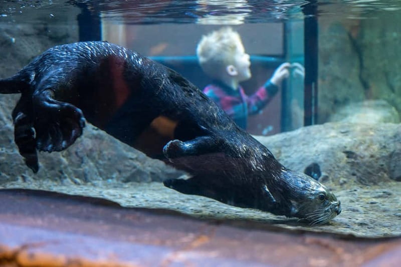 Birmingham: National Sea Life Centre Entrance Ticket - Is $30.31 good value for one day?
