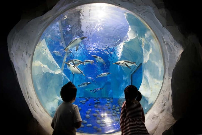 Birmingham: National Sea Life Centre Entrance Ticket - Who will enjoy this most?