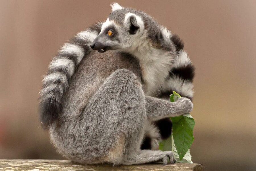 Blackpool: Zoo Admission Ticket - Access, tickets, and useful planning details