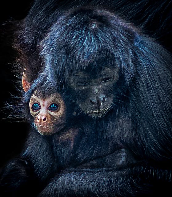 Blackpool: Zoo Admission Ticket - Big cats, gorillas, and the larger mammals