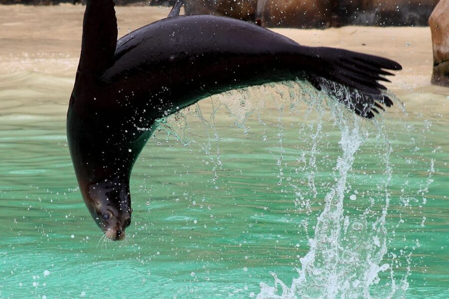 Blackpool: Zoo Admission Ticket - Sea lions, birds, lemurs, and close encounters