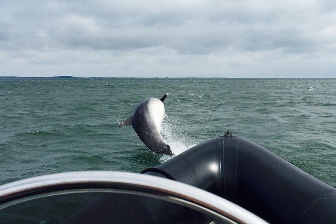 Boat Seafari Adventure - Reading the Tay Estuary with a local guide