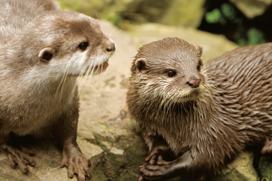 Bournemouth Oceanarium Ticket - Key West and the colourful fish displays