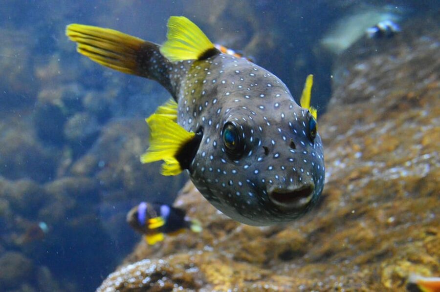 Bournemouth Oceanarium Ticket - Is $20 good value?