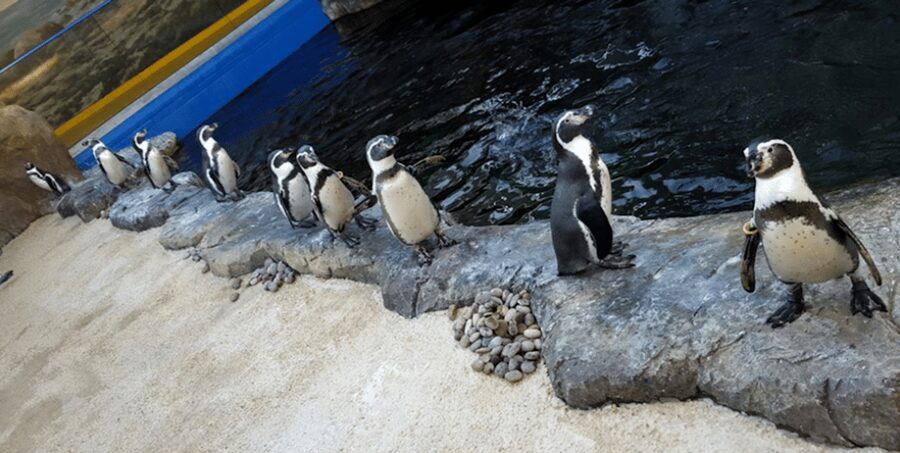 Bournemouth Oceanarium Ticket - The Abyss and the attraction’s darker side