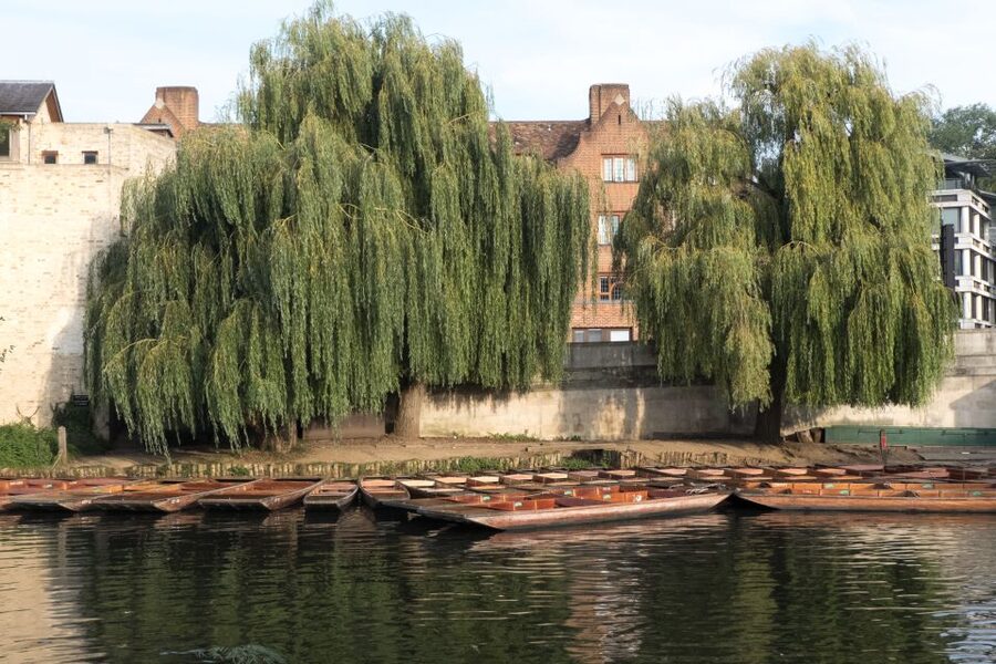 Cambridge: Punting Tour on the River Cam - King’s College: Cambridge’s postcard view