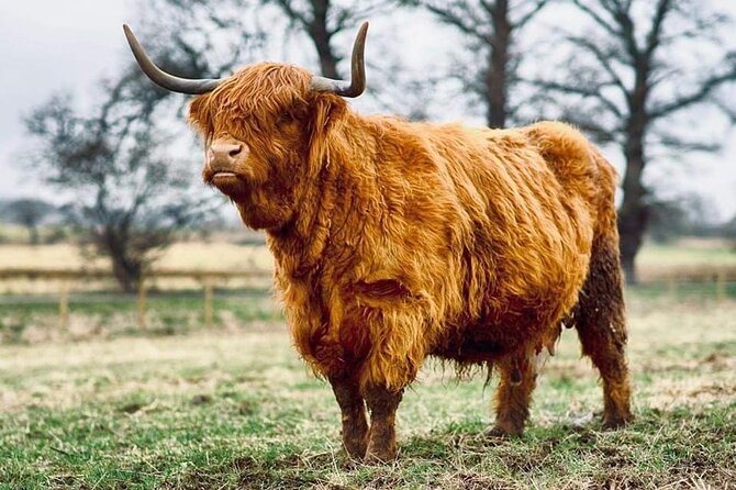 Cawdor Castle, Inverness, Culloden, Outlander and Loch Ness Tour - Inverness for a short taste of the city