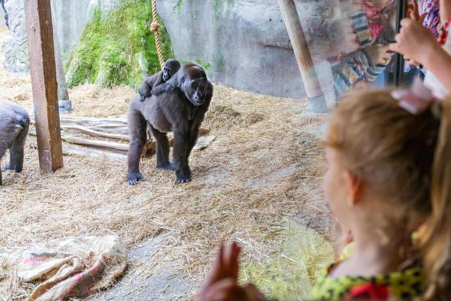 Chessington World of Adventures Resort: Entrance Ticket - Practical planning for your visit