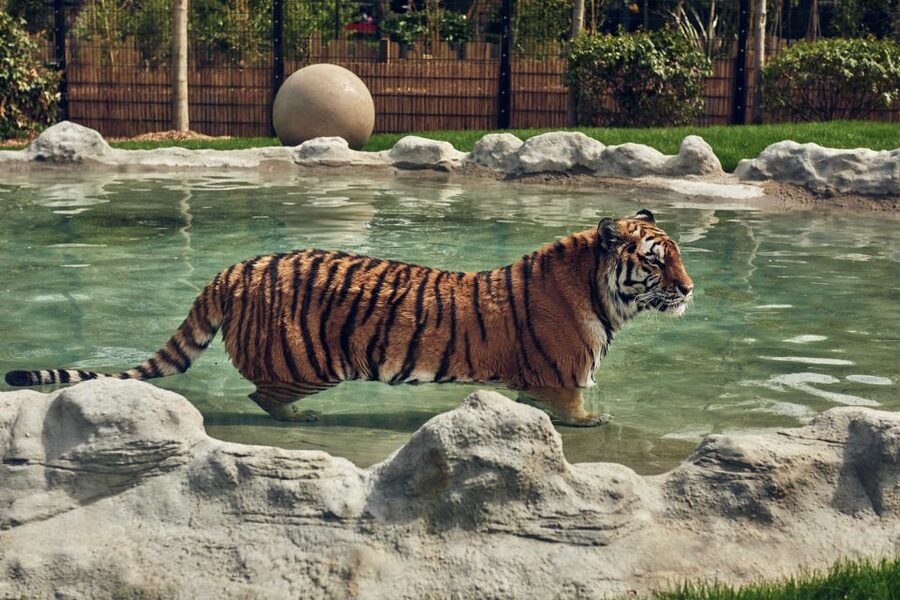 Chessington World of Adventures Resort: Entrance Ticket - Queues, ride operation, and food costs