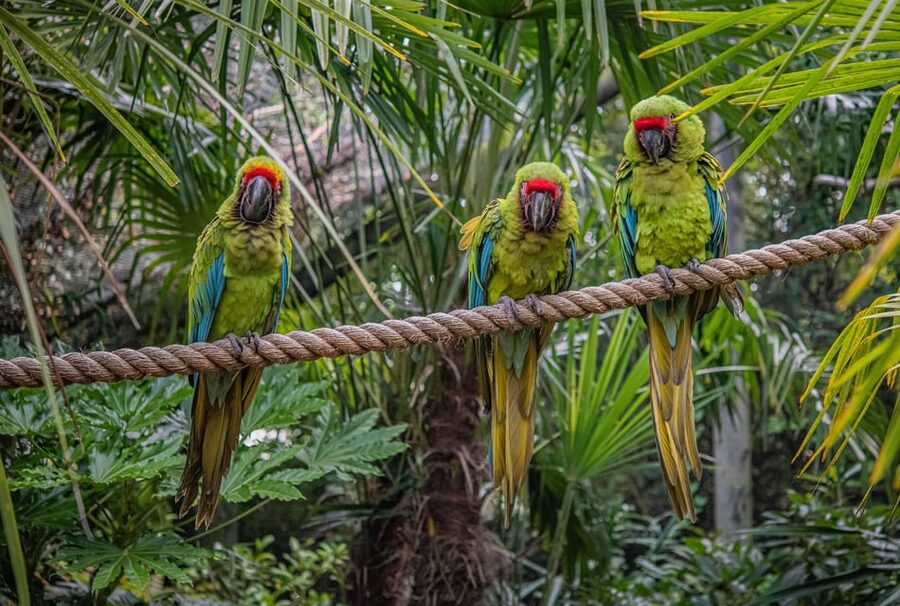 Chester: Chester Zoo Entry Ticket - Five things to know before you go