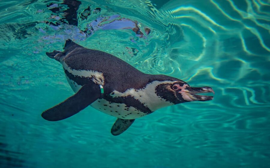 Chester: Chester Zoo Entry Ticket - Islands and the Monsoon Forest biodome