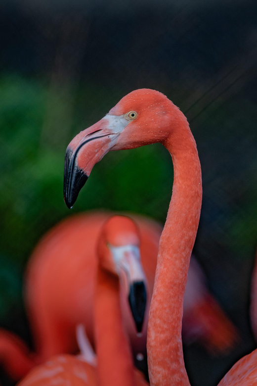 Chester: Chester Zoo Entry Ticket - Gardens that make the walking easier