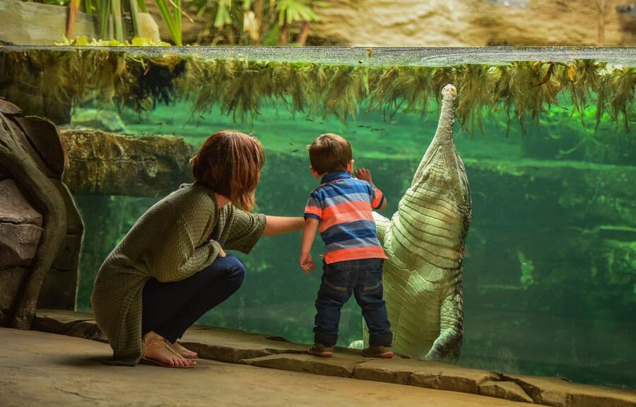Chester: Chester Zoo Entry Ticket - Family facilities, food, and the real cost of the day