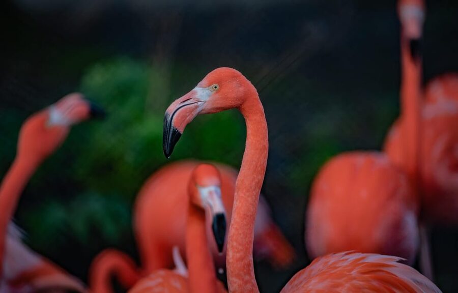 Chester: Chester Zoo Entry Ticket - Who should book Chester Zoo?