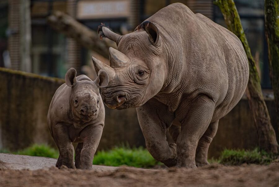 Chester: Chester Zoo Entry Ticket - Heart of Africa, the zoo’s biggest animal story