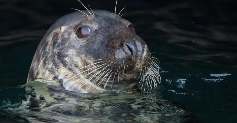 Cornwall: Guided Seal Safari by Boat - Leaving Padstow for Open Water