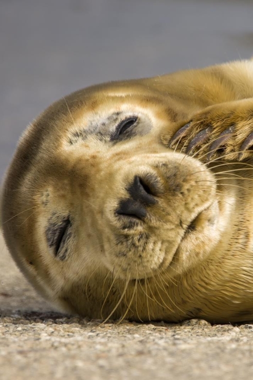 Cornwall: Guided Seal Safari by Boat - Dolphins, Cormorants, and Seasonal Birds