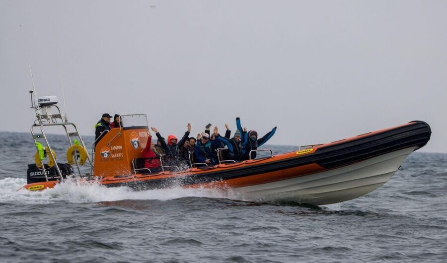 Cornwall: Guided Seal Safari by Boat - Why the One-Hour Length Works