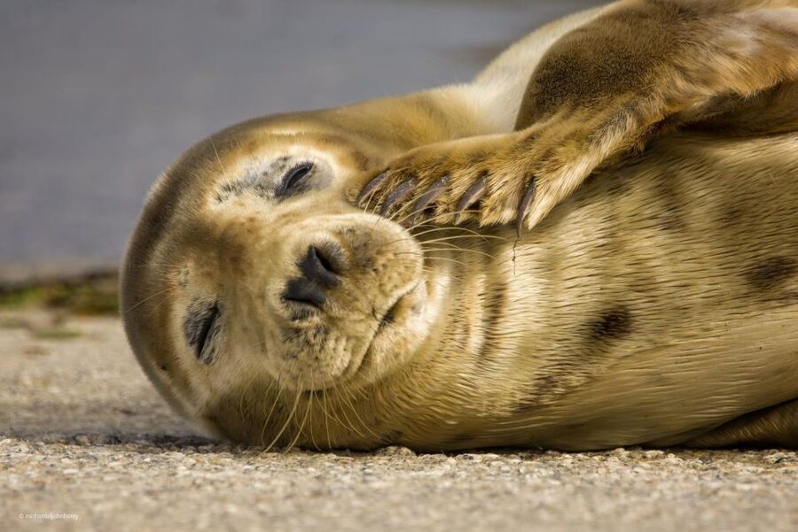 Cornwall: Guided Seal Safari by Boat - Who Will Enjoy This Padstow Safari Most?