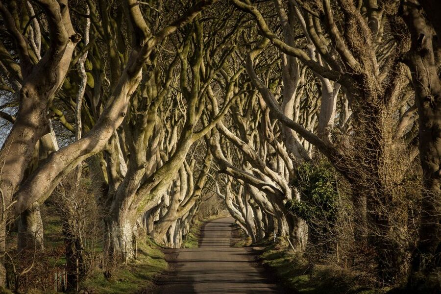 Dublin: Giant's Causeway, Dark Hedges & Titanic Guided Tour - Why this Dublin day trip works