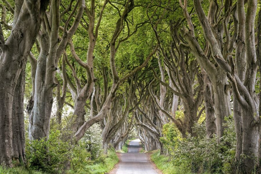 Dublin: Giants Causeway, Dark Hedges, Dunluce & Belfast Tour - Leaving Dublin before breakfast