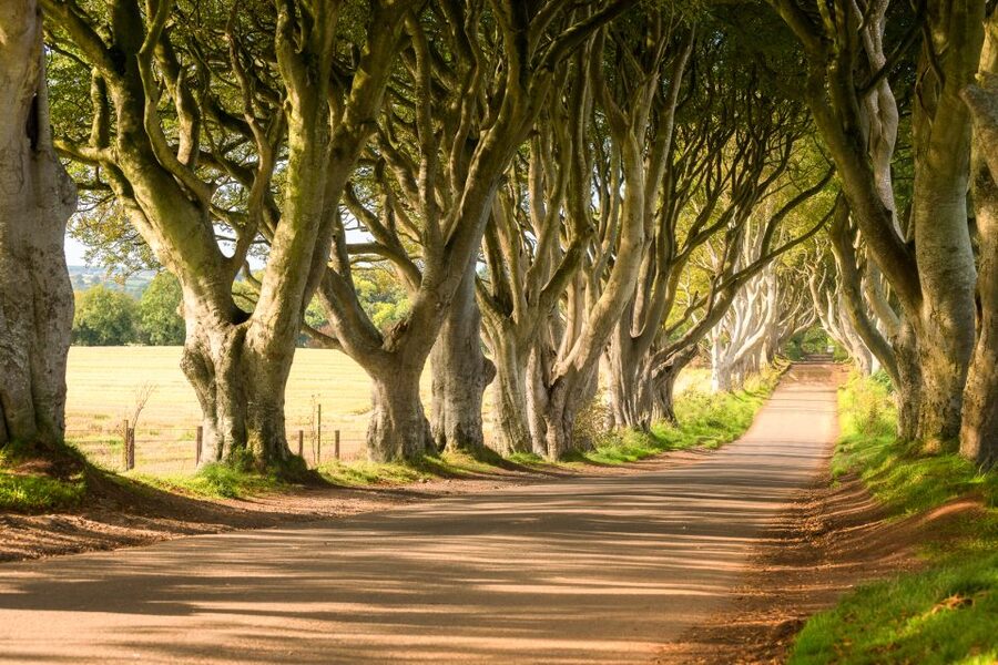 Dublin: Giants Causeway, Dark Hedges, Dunluce & Belfast Tour - Dark Hedges, famous trees with a changing mood