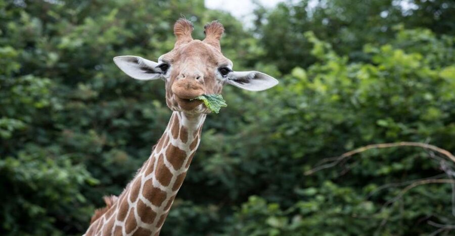 Dunstable: Whipsnade Zoo Full-Day Entrance Ticket - Five things to know before you go