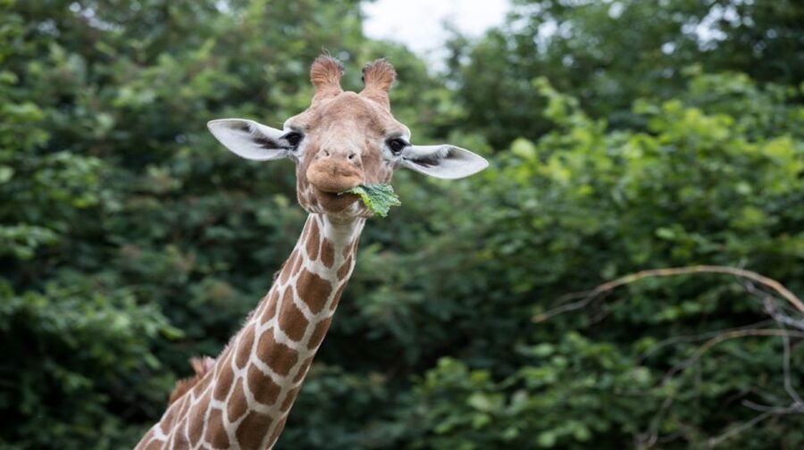 Dunstable: Whipsnade Zoo Full-Day Entrance Ticket - Rhinos, lions, and the major animal enclosures
