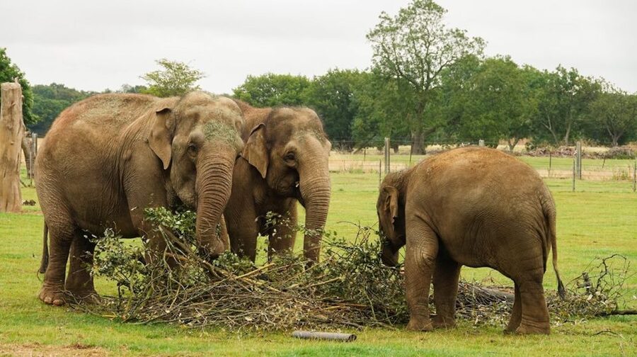 Dunstable: Whipsnade Zoo Full-Day Entrance Ticket - Why the 600-acre setting changes the visit