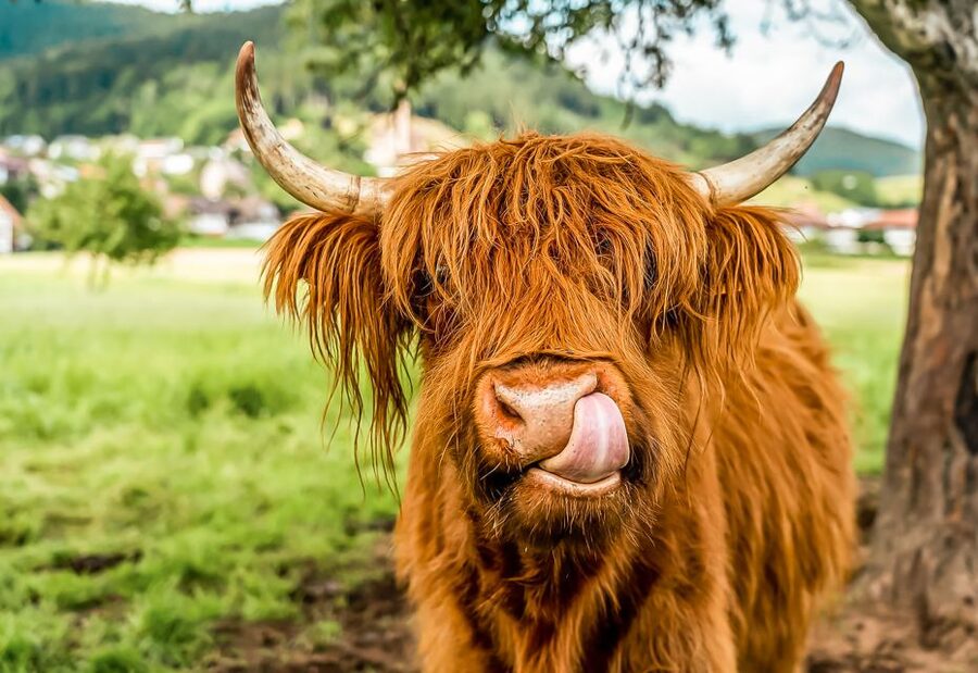 Edinburgh: Loch Ness, Glencoe & the Scottish Highlands Tour - Key points to know before booking