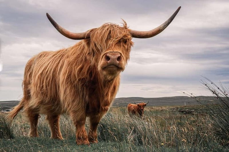 Edinburgh: Loch Ness, Inverness & Highlands Tour in Spanish - Key points at a glance