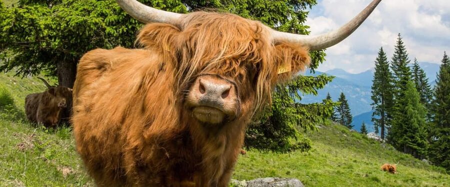 Edinburgh: Loch Ness, Scenic Walk, Glencoe & Whisky Day Tour - Fish and chips, then Loch Lomond
