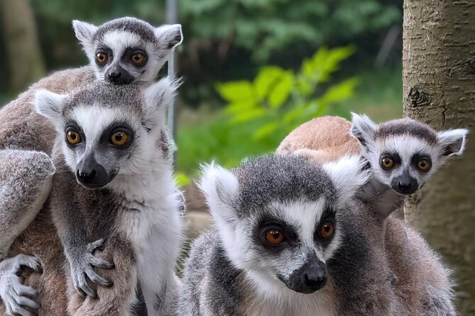 Entry ticket to Hoo Zoo and Dinosaur World in Telford - Why Hoo Zoo works as a full-day family outing