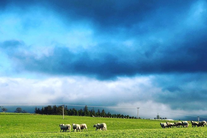 Farm Attraction - Highland Cows, Animal Feeding, Wholesome fun! - Arriving at a working farm near Jedburgh