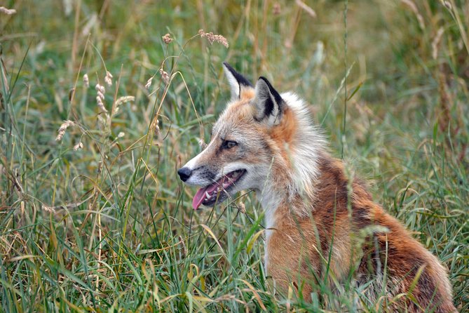 Fox Encounter for 2 people and park entry - Key points to know before meeting the foxes