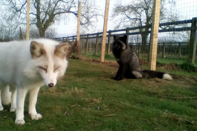 Fox Encounter for 2 people and park entry - Who will enjoy this fox encounter?