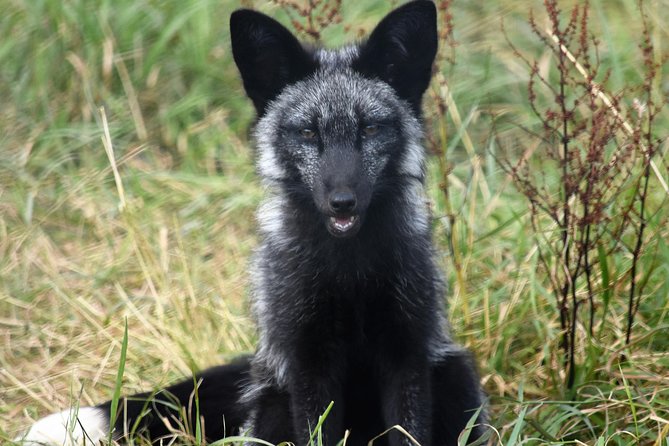 Fox Encounter for 2 people and park entry - Practical ways to get more from the 30 minutes
