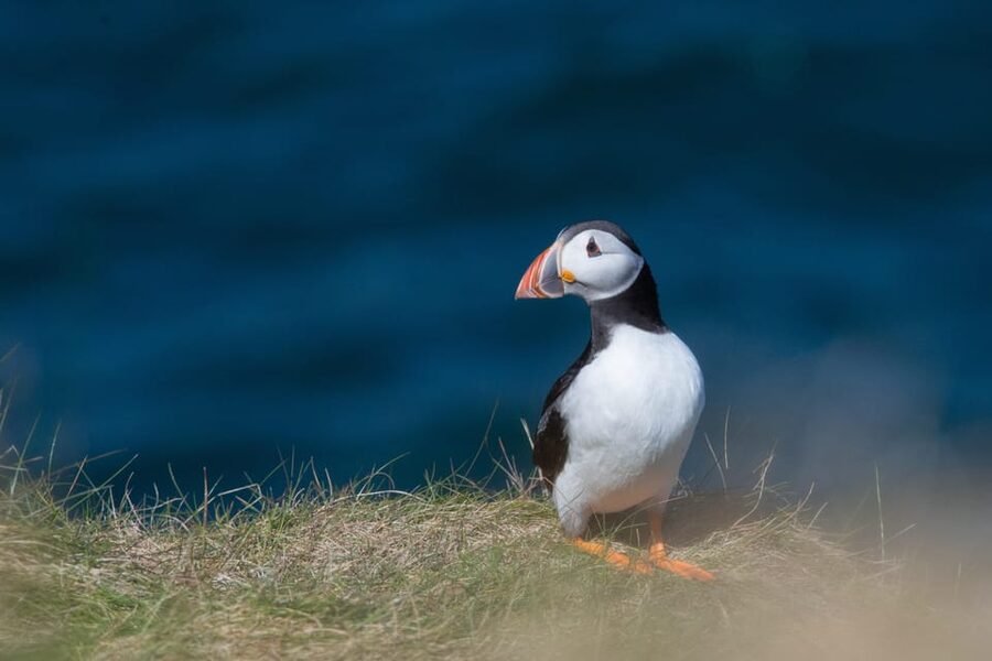 From Aberdeen: North East Coastal Trail Small-Group Tour - Portsoy, its old harbour, and a proper lunch break