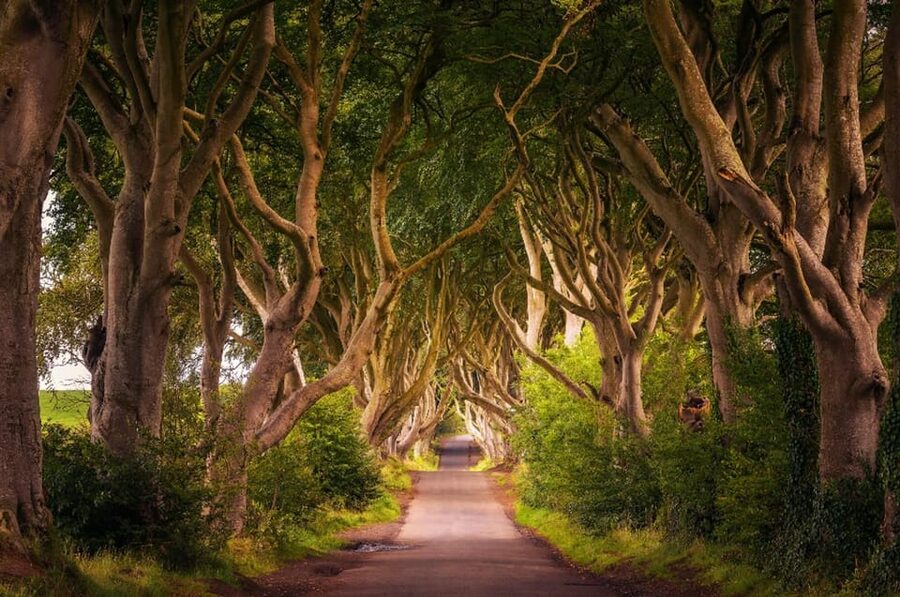 From Dublin: Giant's Causeway, Dark Hedge & Belfast Tour - Key points to know before booking